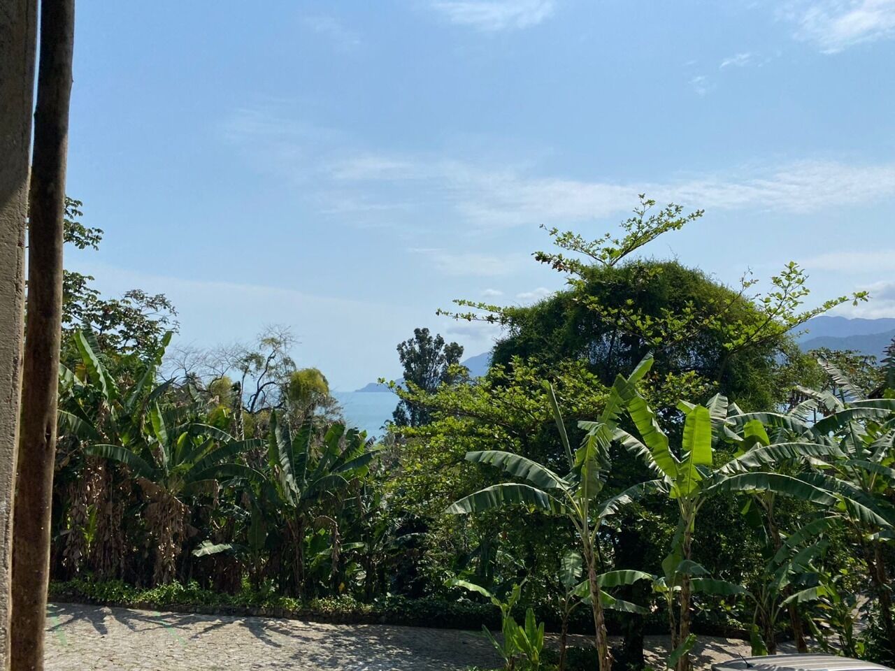 Un jardín tropical con palmeras de plátano y follaje denso.