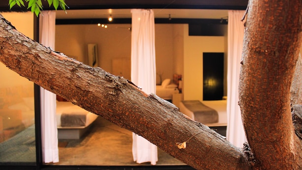 Una rama de árbol en primer plano, con una habitación al fondo que incluye una cama, cortinas y una lámpara colgante.