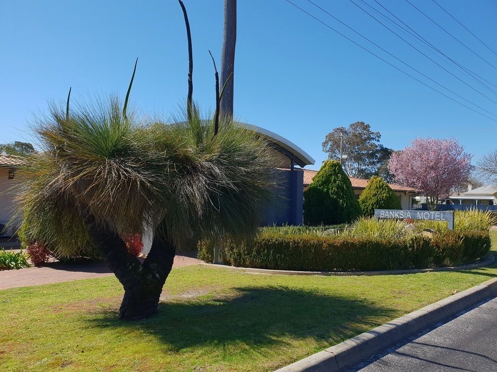 A well-maintained lawn with a distinctive tree and a sign for Banksia Motel.
