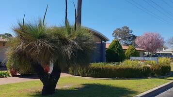 A well-maintained lawn with a distinctive tree and a sign for Banksia Motel.