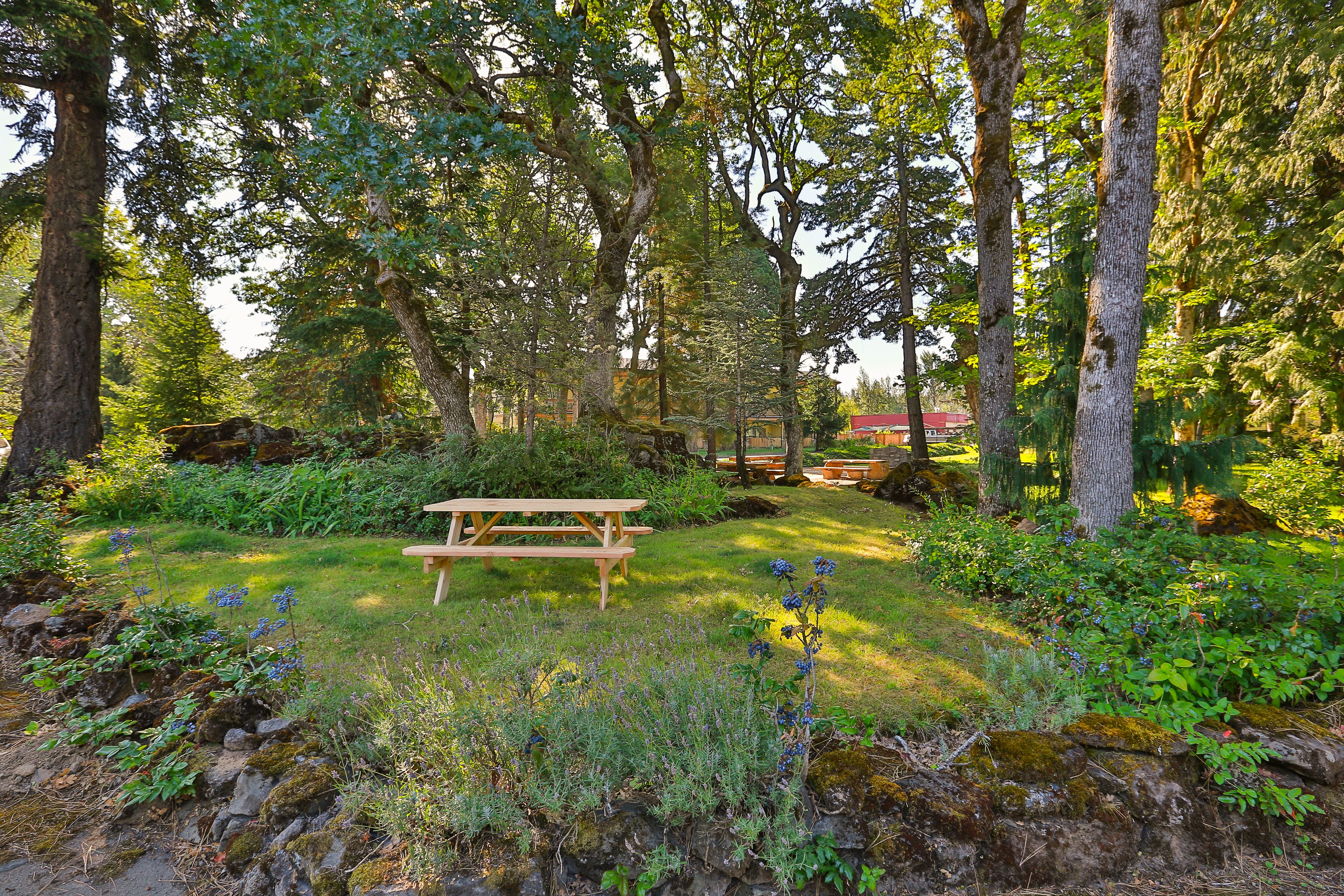 A picnic table in a lush garden with dense trees and a stone wall.