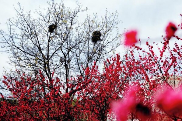 Un arbre avec des nids noirs et un feuillage rouge.