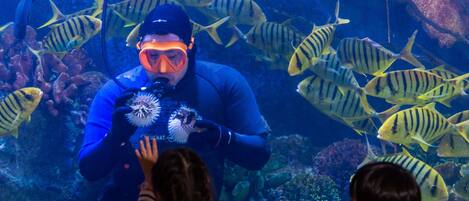 An aquarium with a diver interacting with a child and a pufferfish.