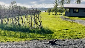 A rural landscape with a gravel path, a small building with a corrugated metal roof, and a cat on the path. - Hellisholar Cottages (Rangárþing eystra)