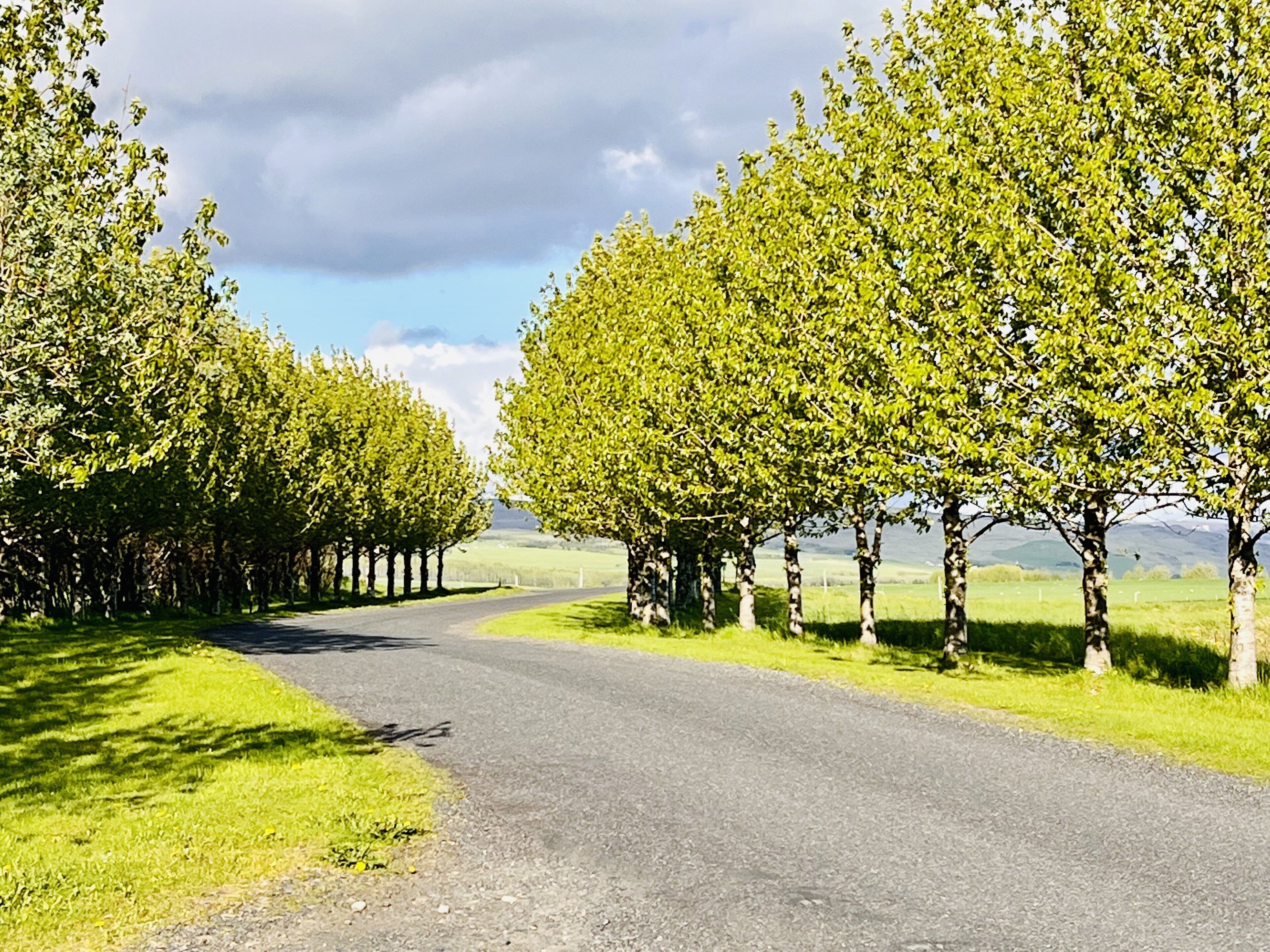 A rural road flanked by rows of trees with a clear sky above.