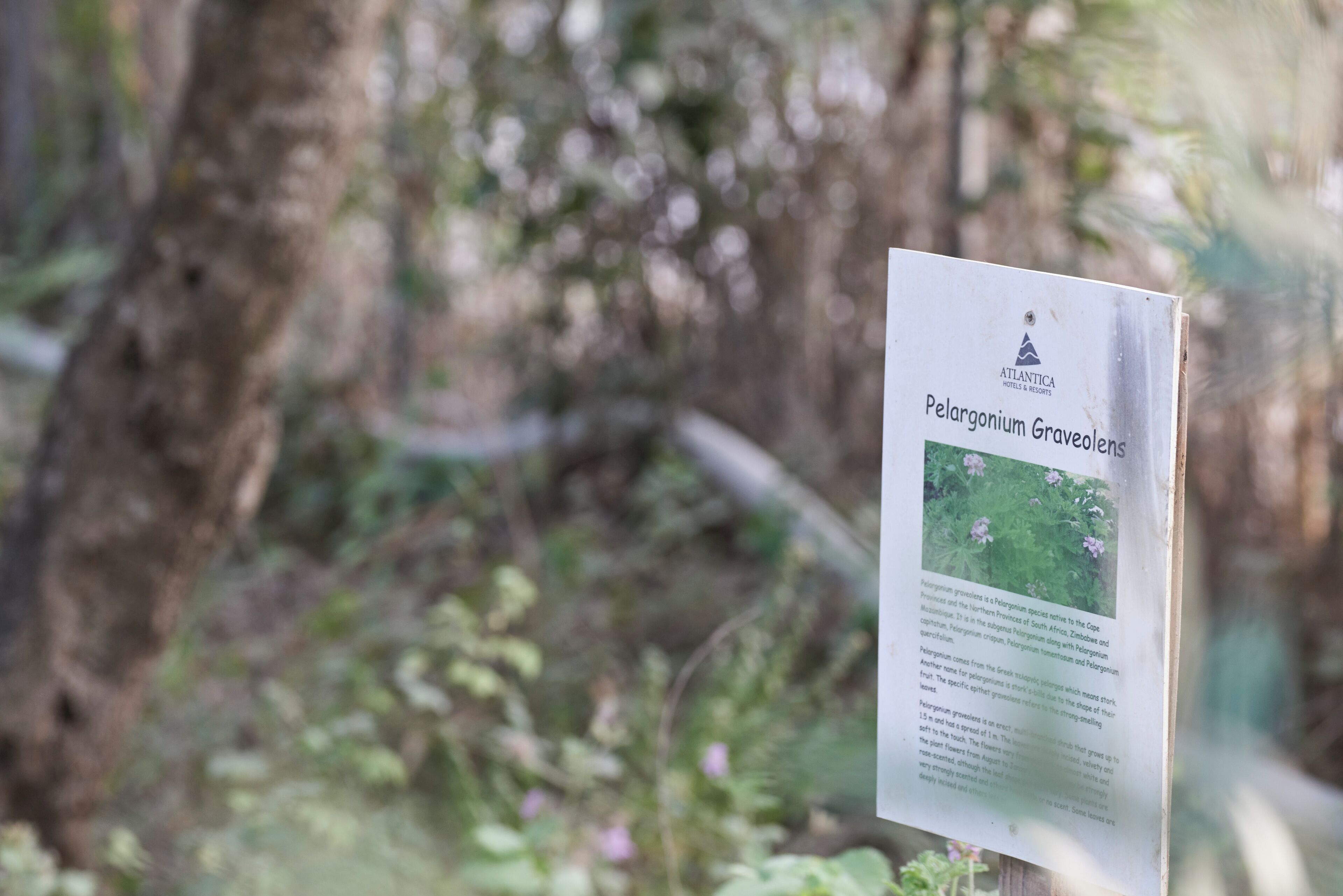 Foto - Atlantica Eleon Grand Resort