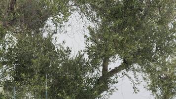 Área de bodas al aire libre