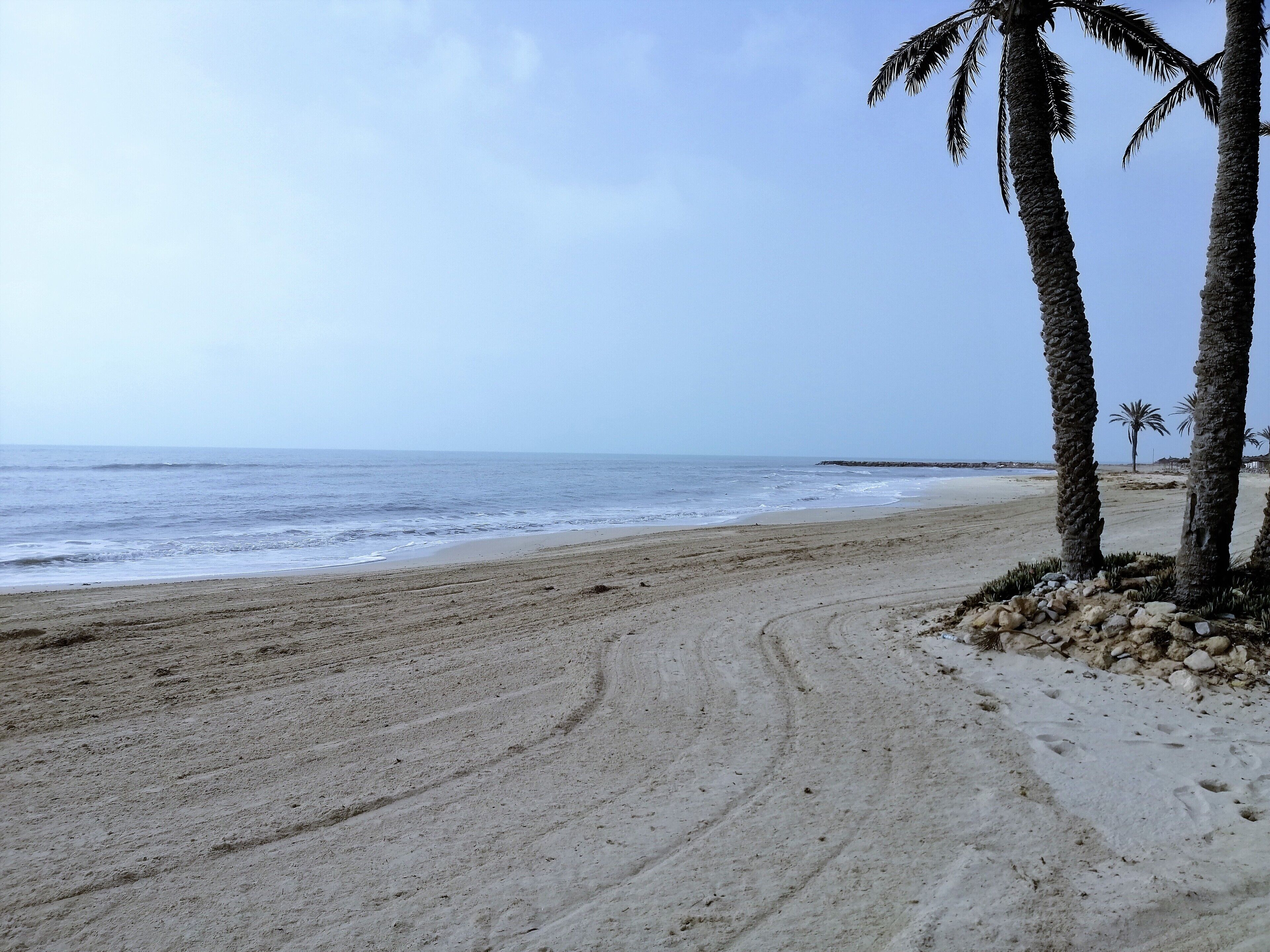 Une plage avec un rivage sablonneux, des palmiers et l’océan.