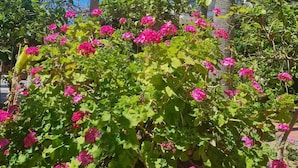 Un jardin luxuriant, parsemé de fleurs roses éclatantes, se trouve devant un bâtiment moderne doté de balcons.