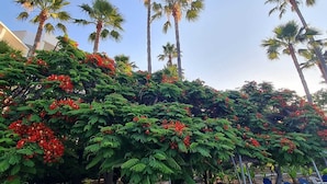 Un espace piscine agrémenté de palmiers et de plantes à fleurs rouges.
