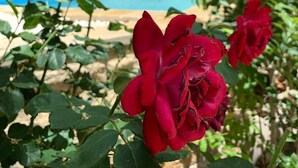 A garden with a fountain, a pool, and red roses. - Tasiana Star (Limassol)