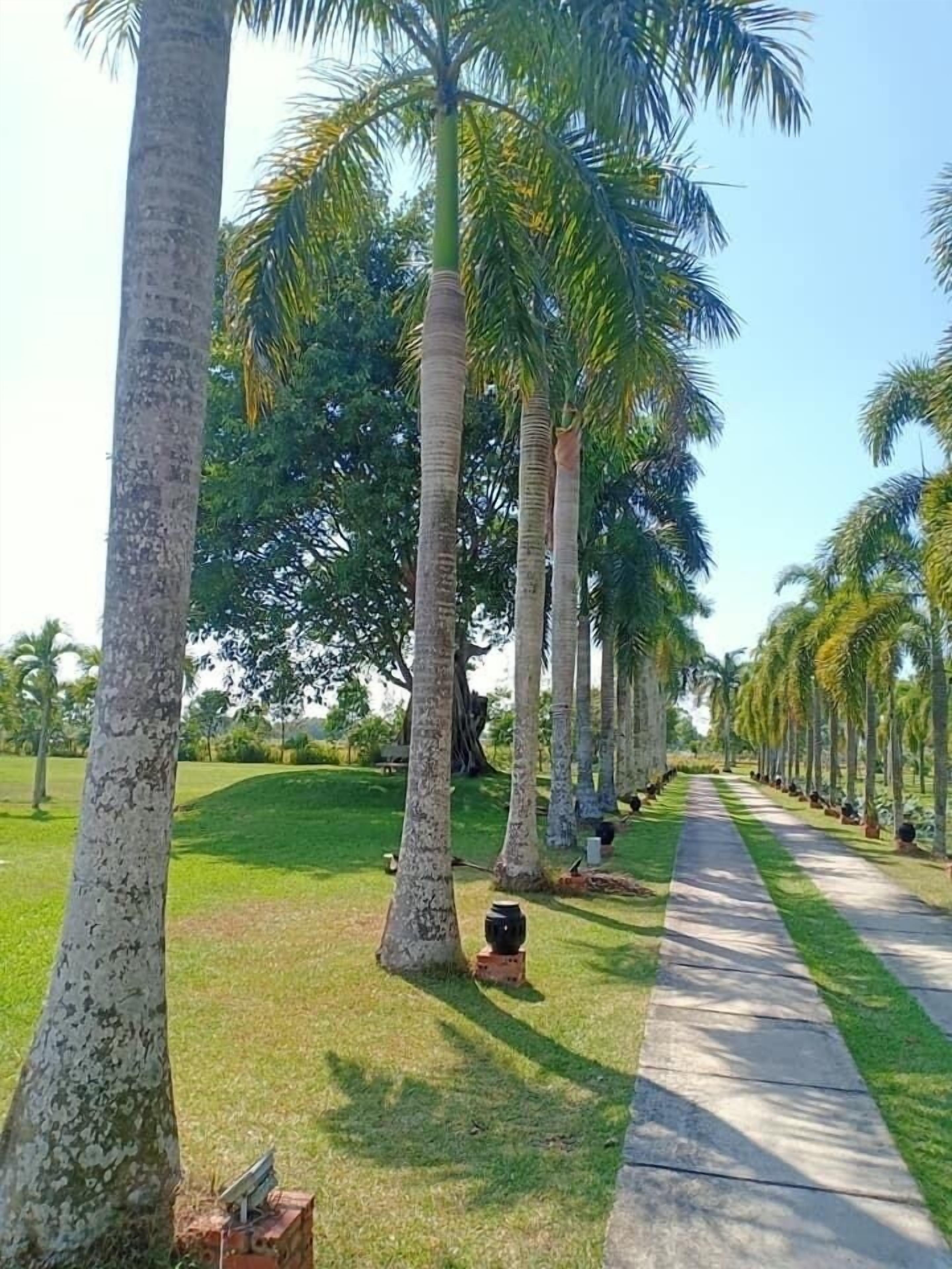 Un sendero bordeado de palmeras y un césped.