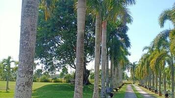 Un sendero bordeado de palmeras y un césped.
