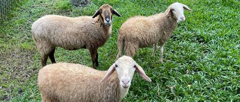 Tres ovejas en un cercado de pasto con cerca de malla metálica y un árbol.