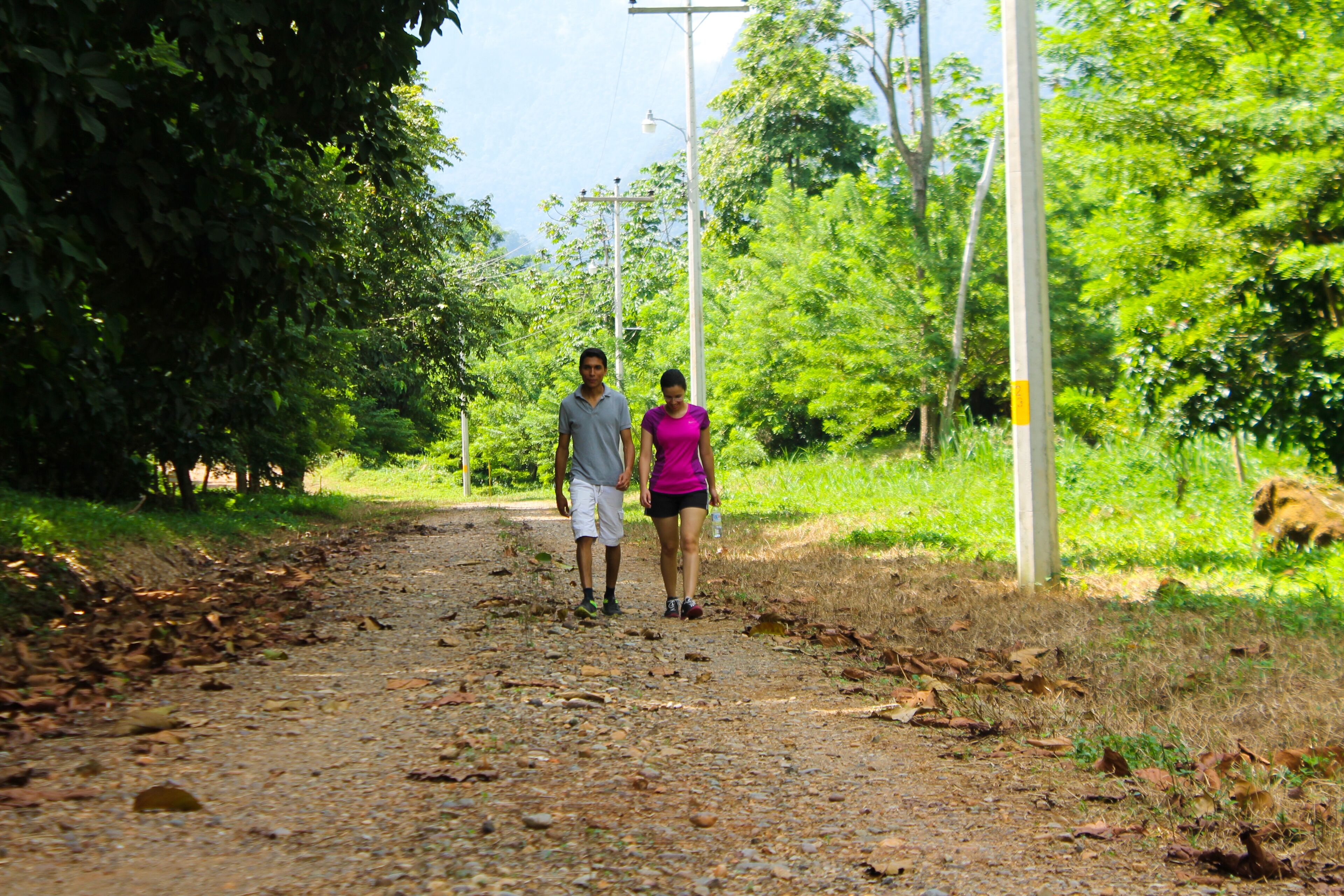 Un camino de tierra flanqueado por árboles y postes de electricidad.