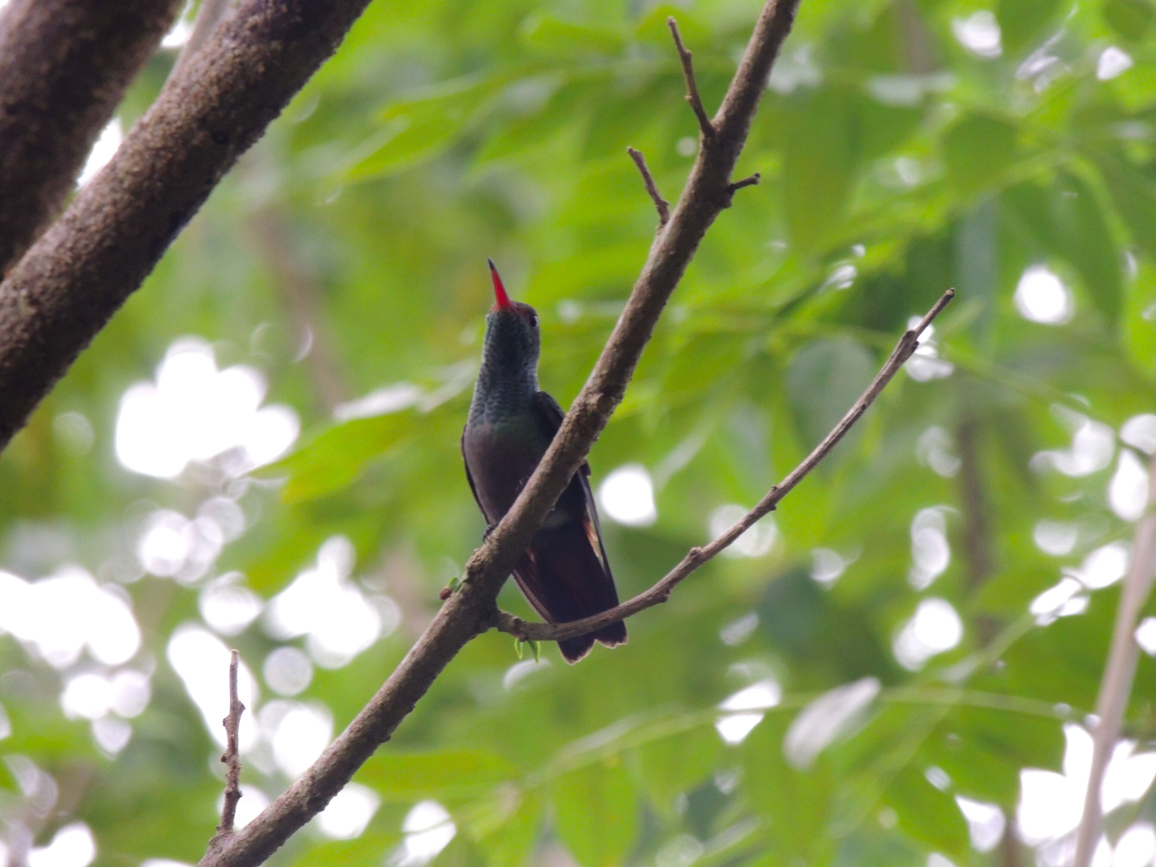 A bird perched on a branch.