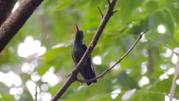 A bird perched on a branch.