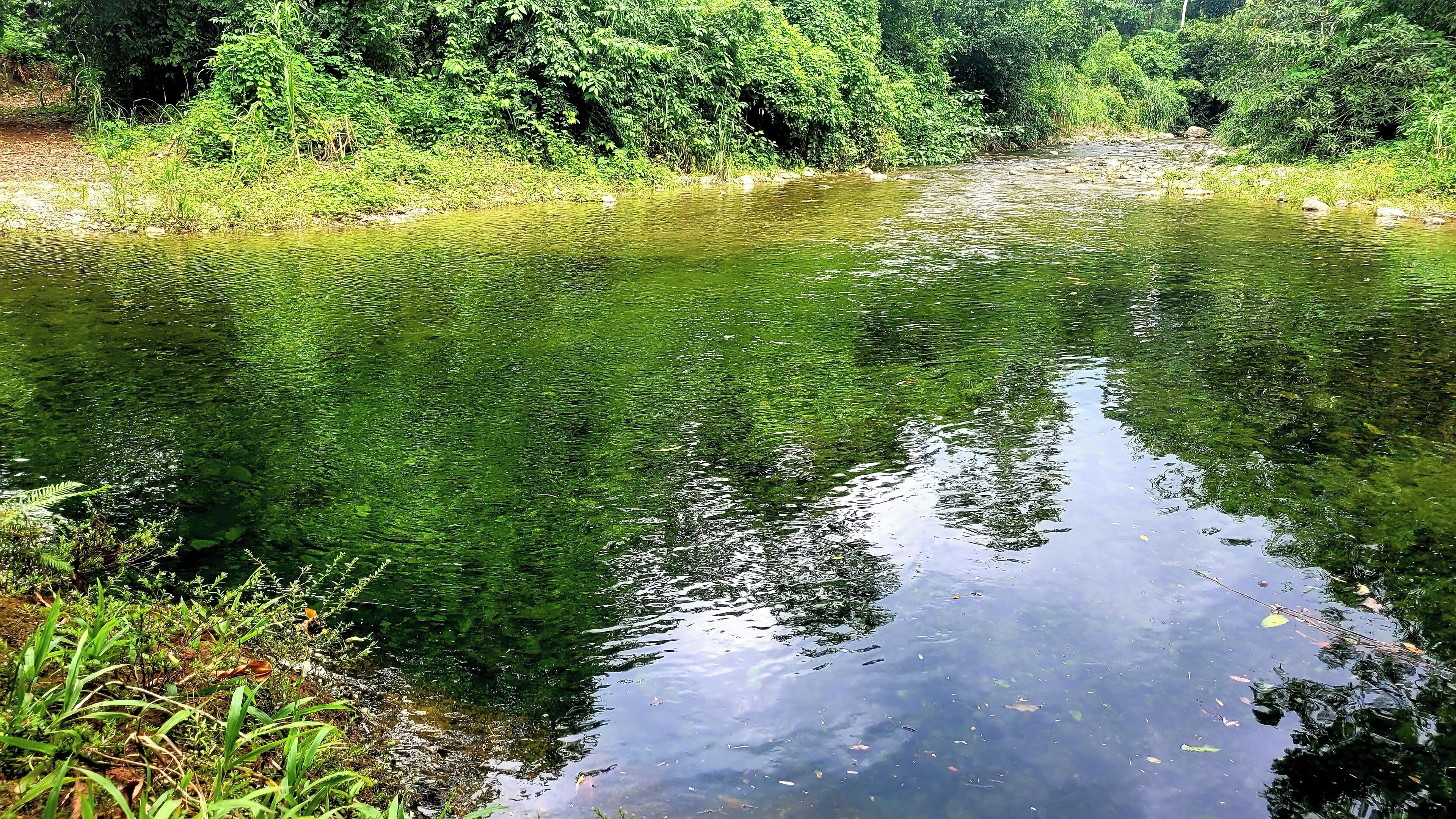 A calm river surrounded by dense greenery.