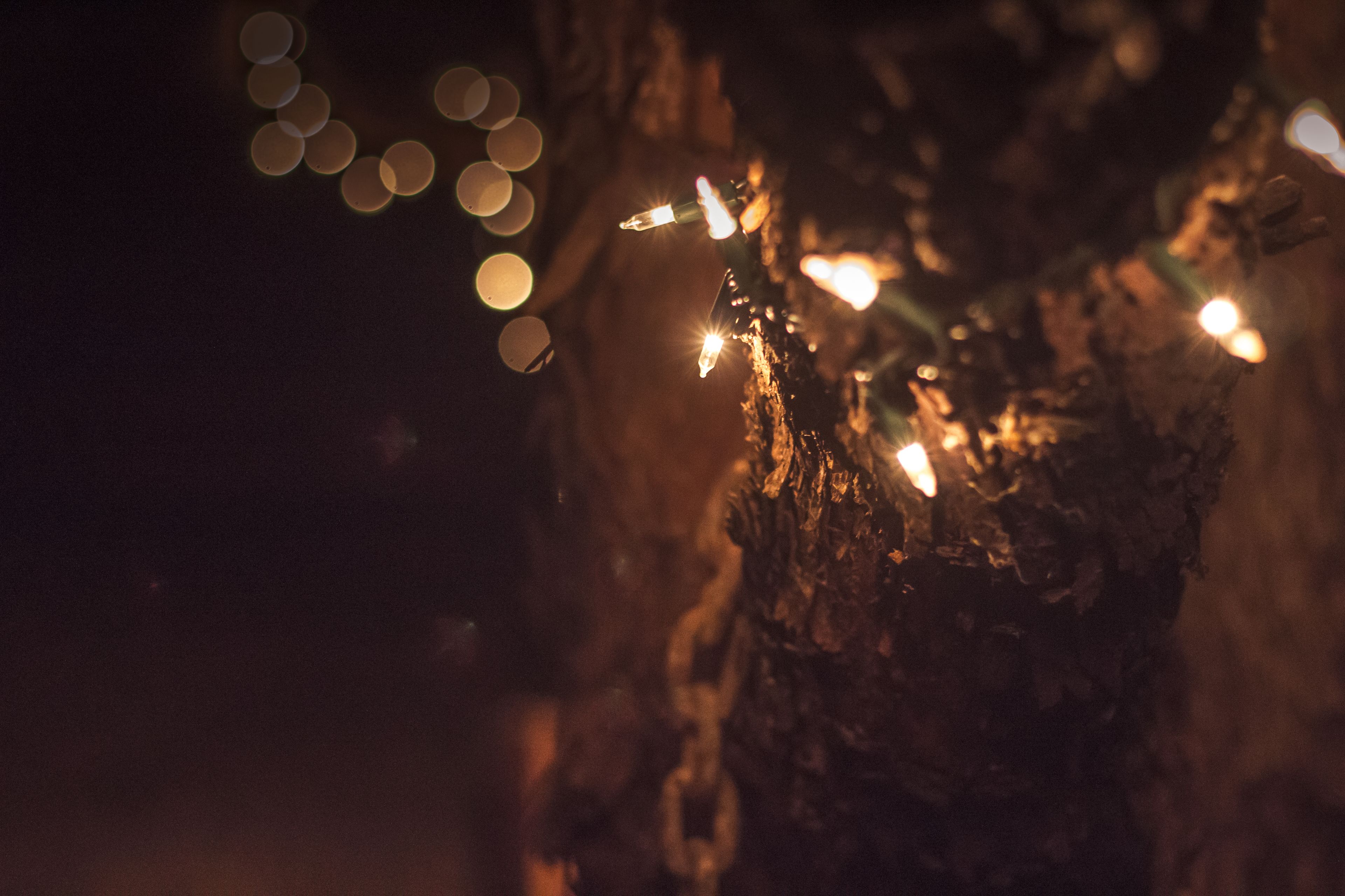A close-up of a tree branch with lights, possibly for decoration.