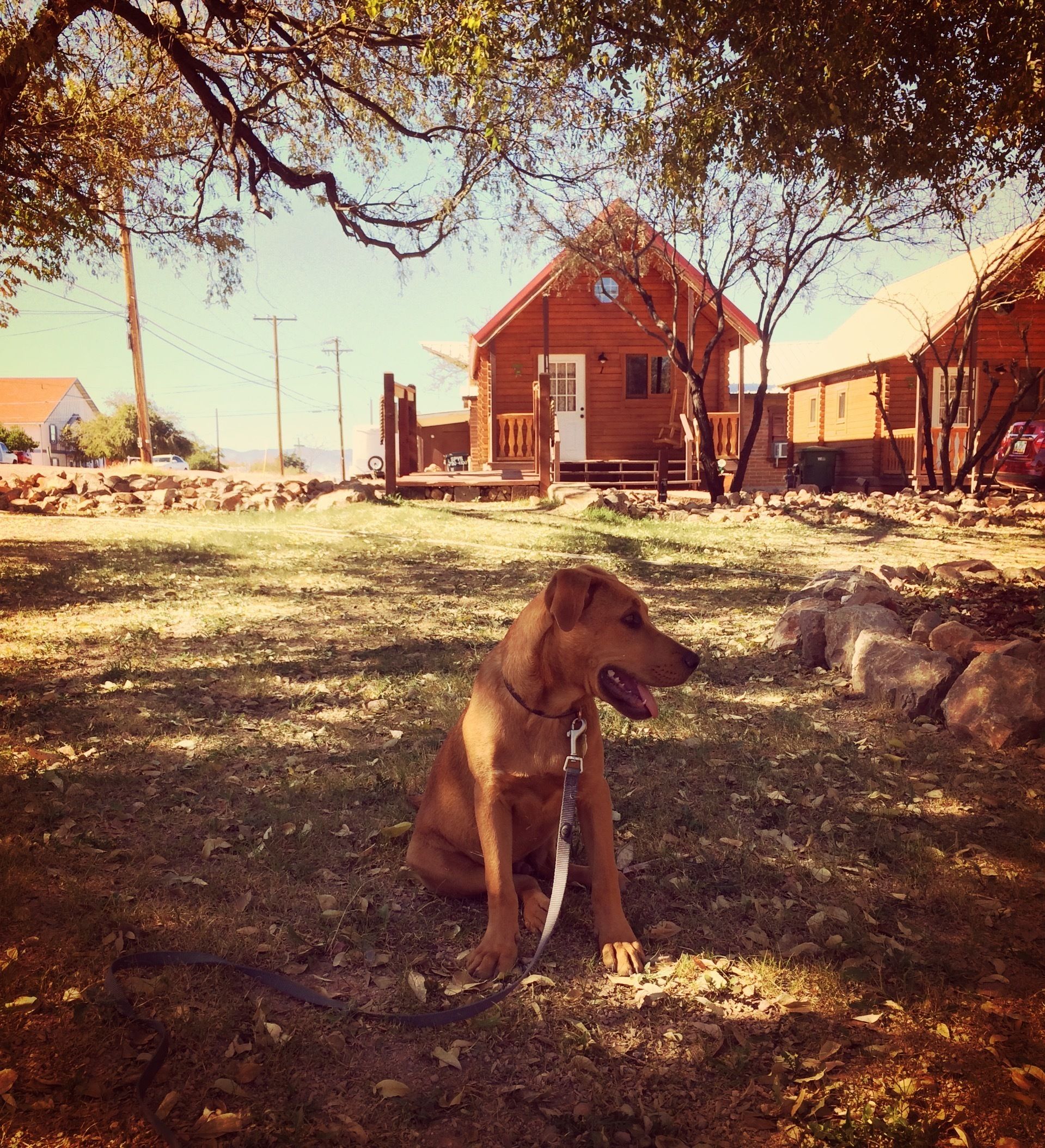 Un perro sentado sobre la hierba frente a una casa de madera con porche.