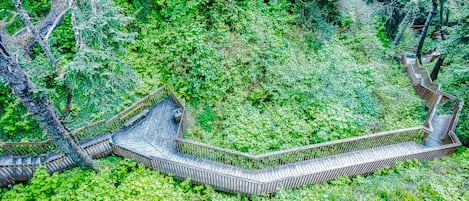 Una pasarela de madera serpentea por un bosque verde y frondoso.