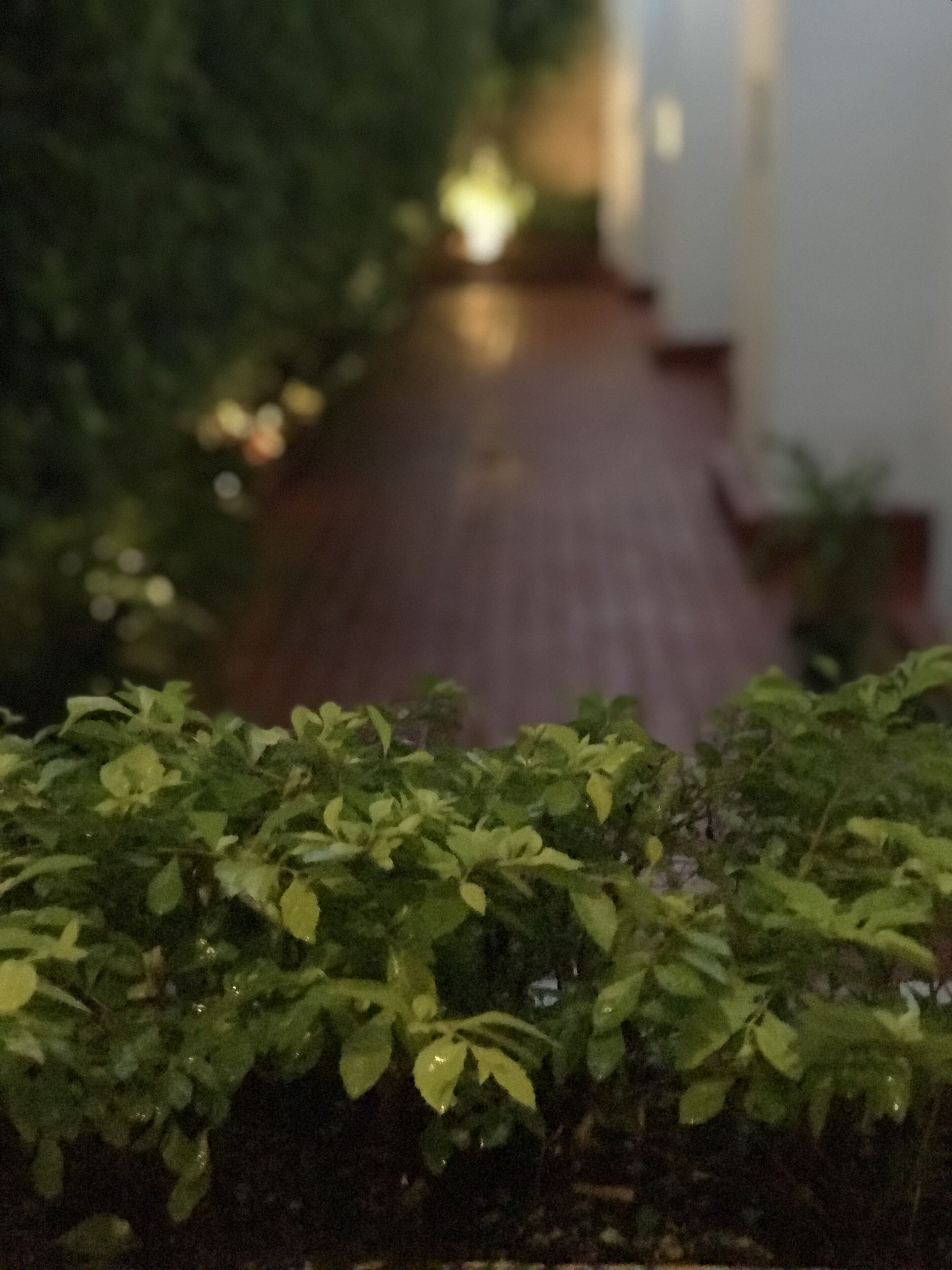 A narrow pathway leading through a lush green garden area.