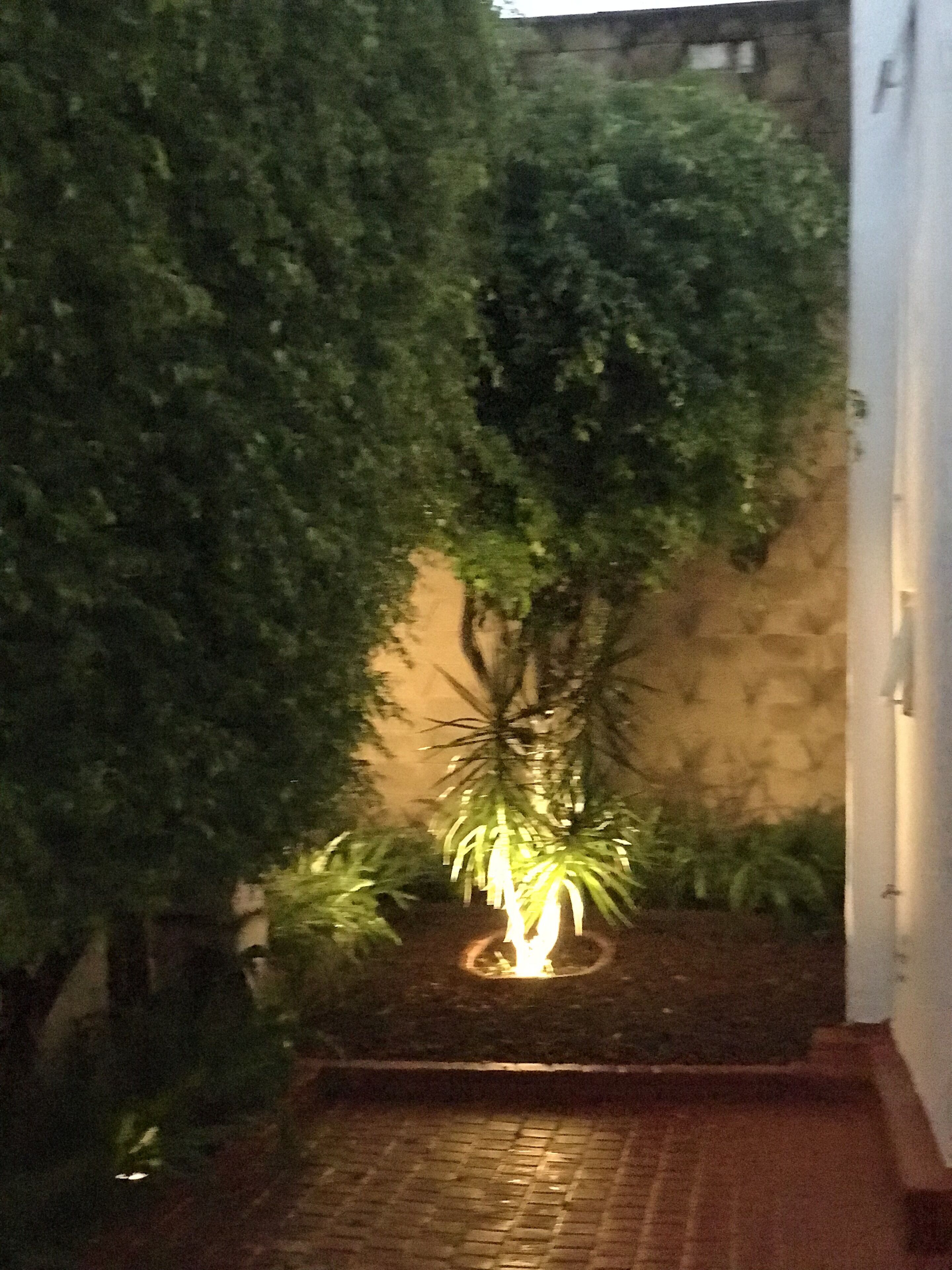 A dimly lit garden area with a pathway leading to a small, illuminated water feature surrounded by lush greenery.