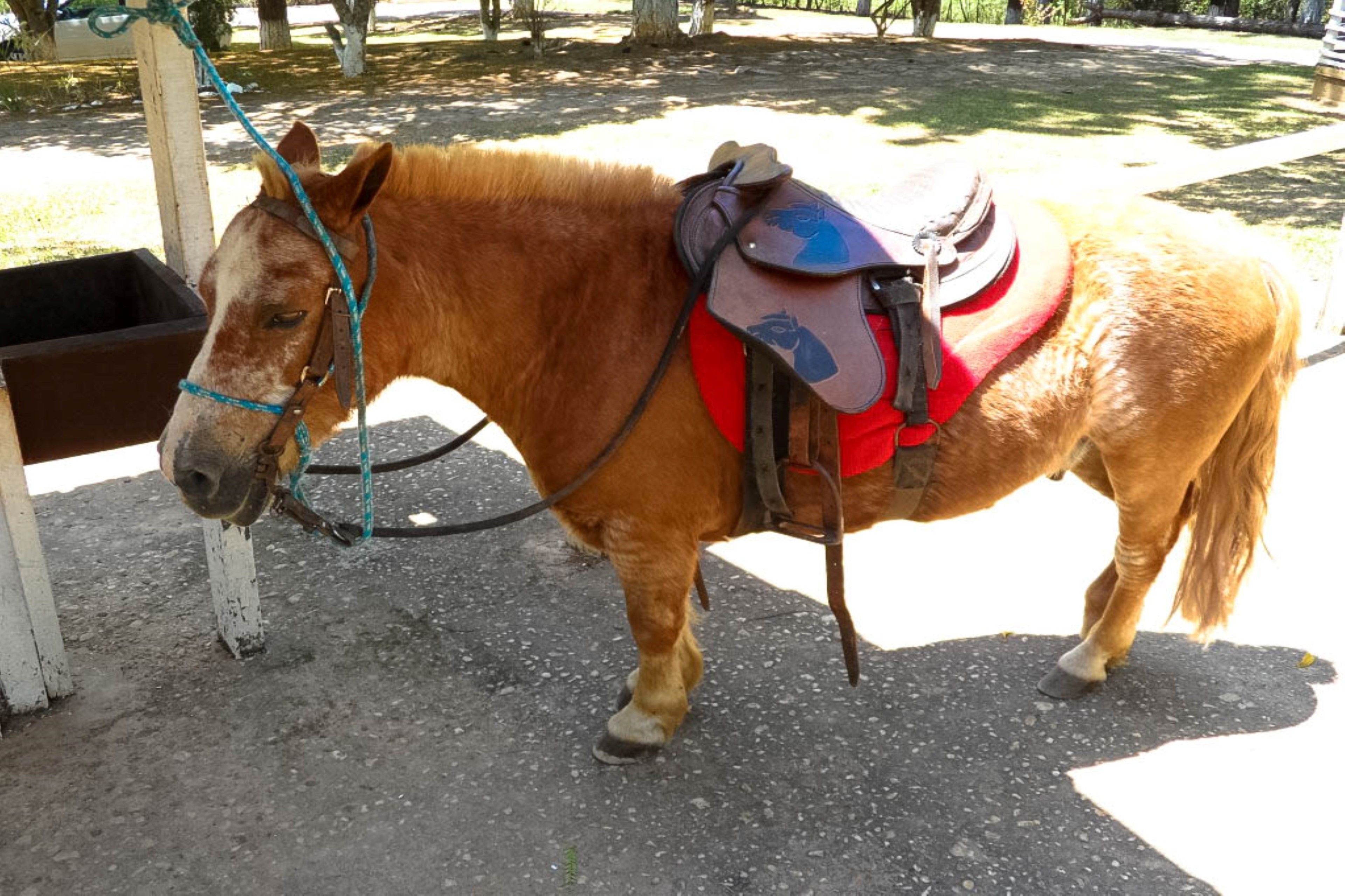 children’s activities