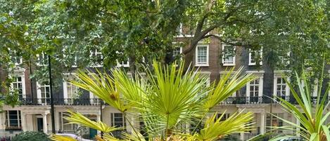 A potted plant with green leaves in a city setting.