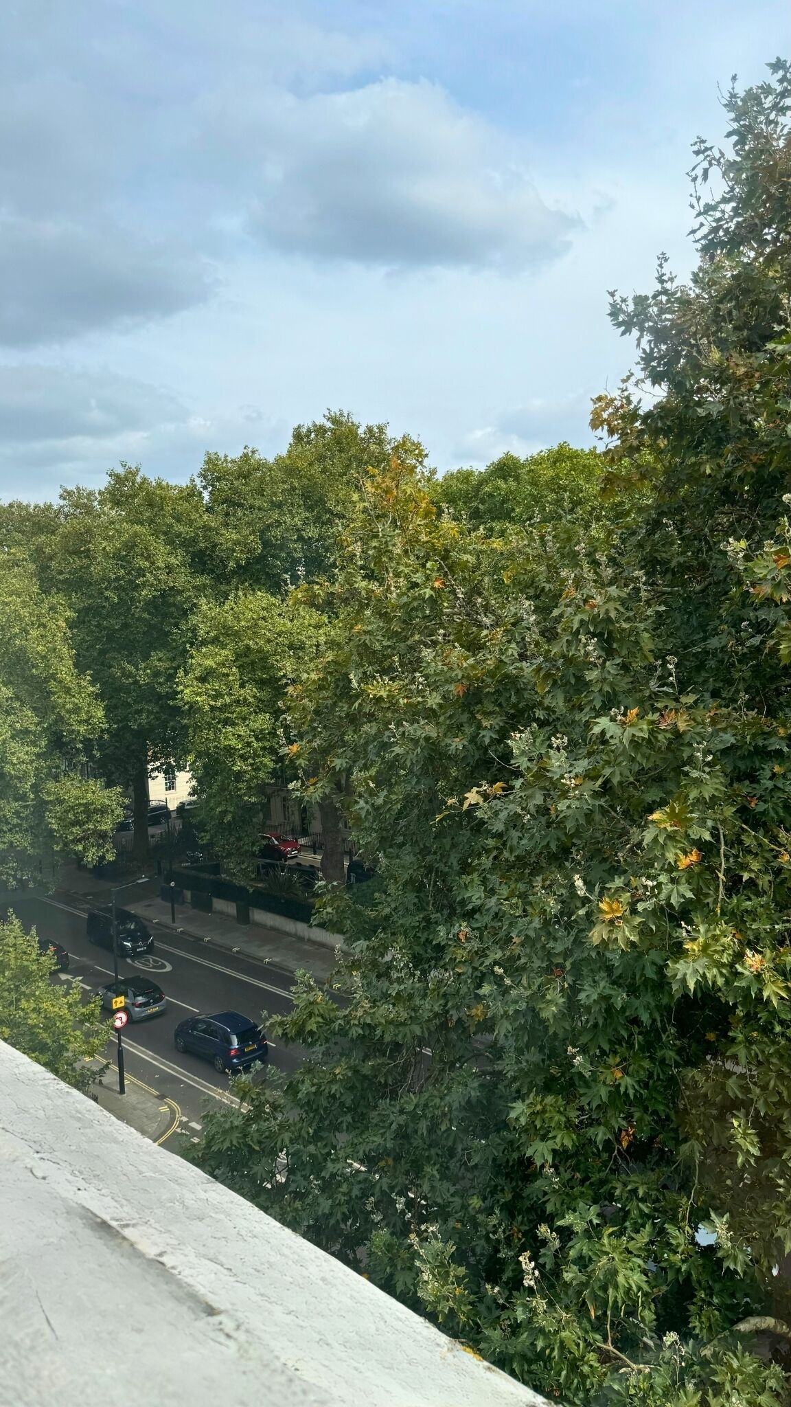 Una strada fiancheggiata da fitta vegetazione e alberi, con diverse auto.