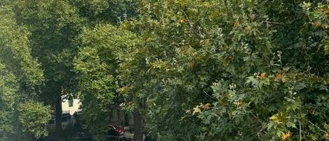 A view of a road with cars, surrounded by dense foliage and trees.
