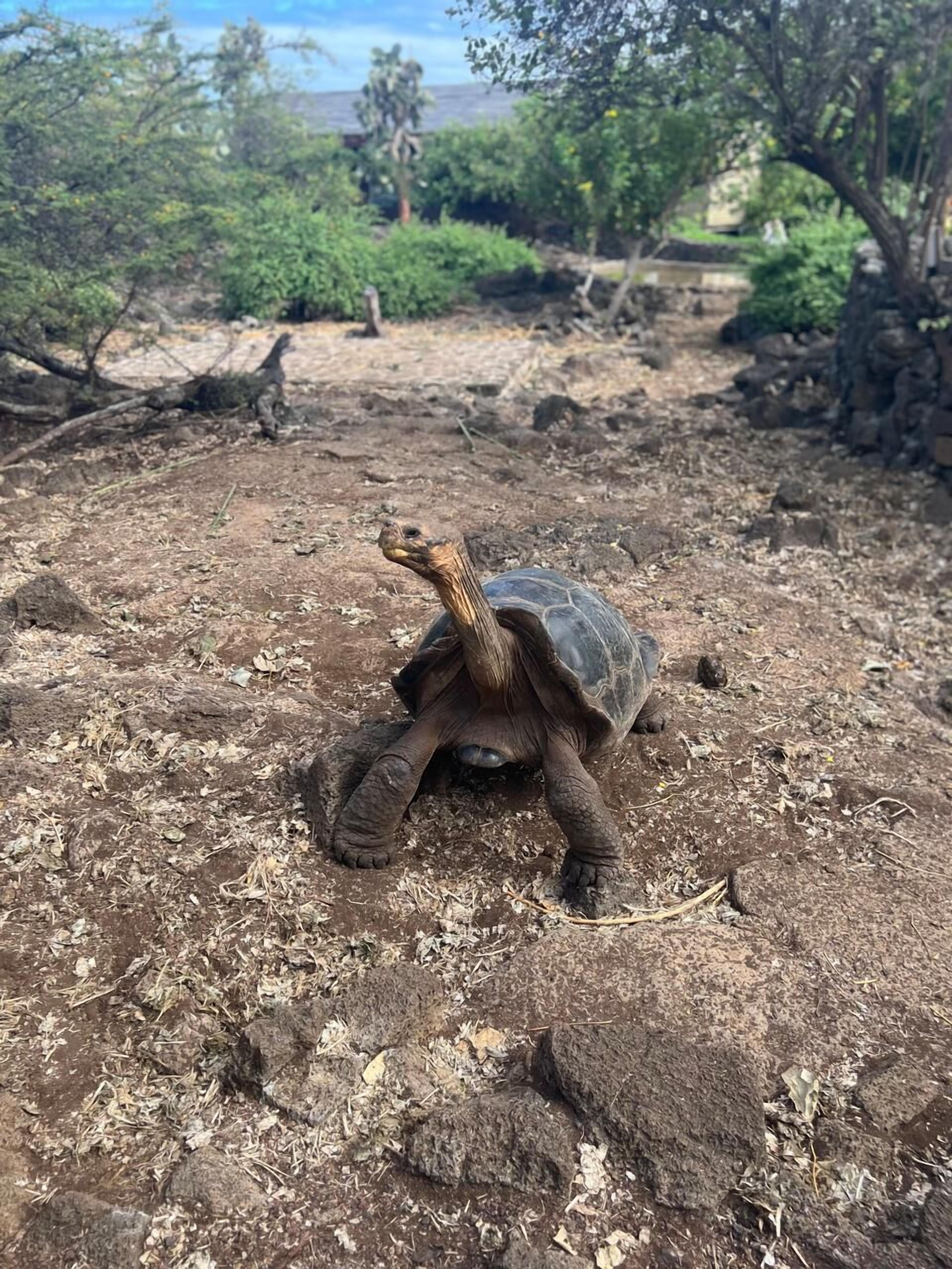 A tortoise on a rocky terrain with sparse vegetation and distant trees.