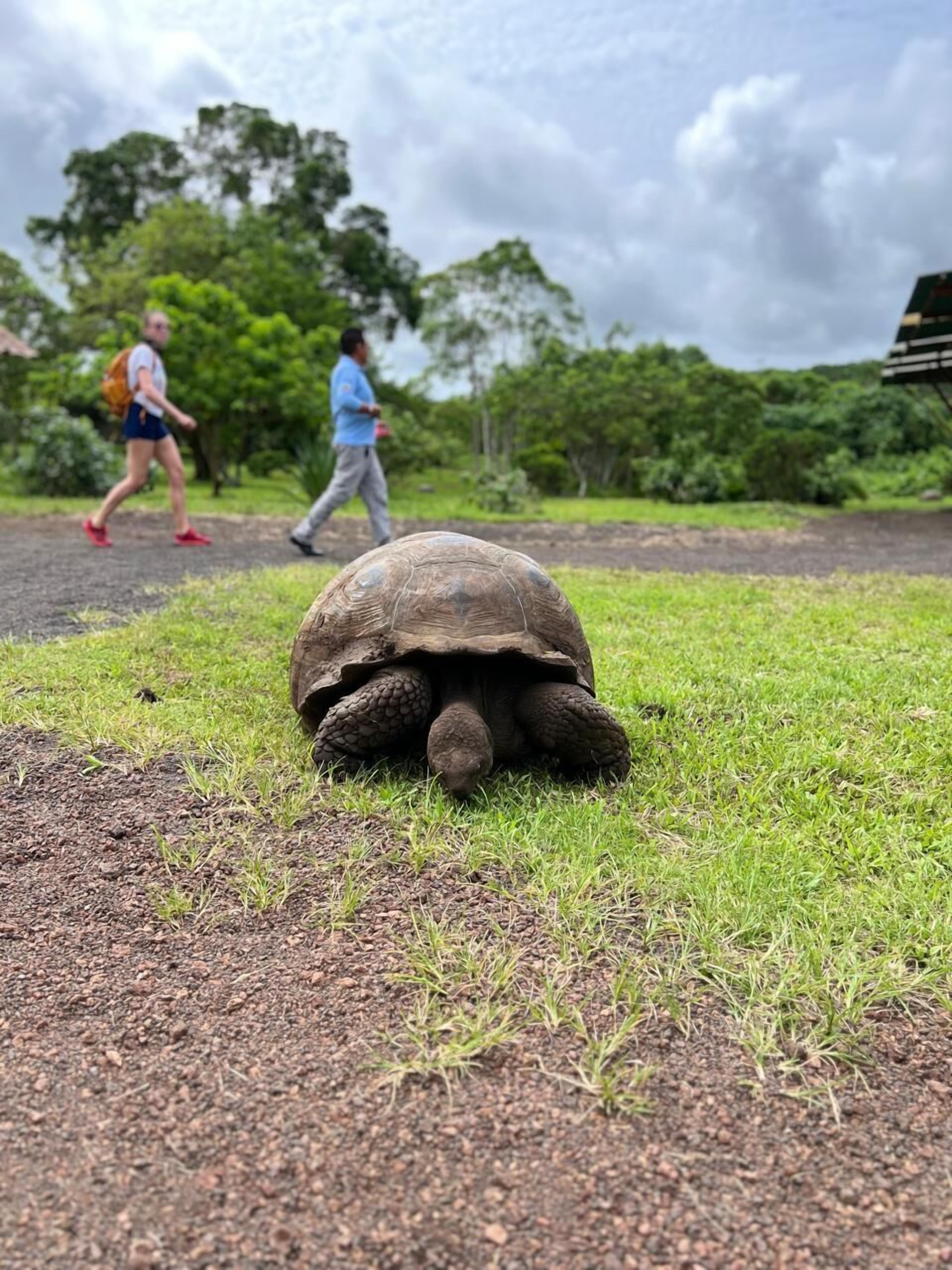 Una tortuga en un sendero cubierto de césped, con personas caminando al fondo.