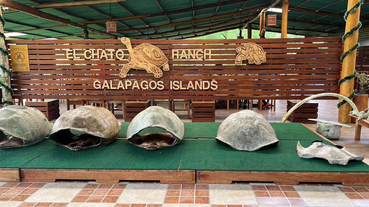 Une pancarte en bois portant les inscriptions « El Chato Ranch » et « Îles Galapagos », une sculpture de tortue et plusieurs grandes carapaces de tortues exposées sur un tapis vert.