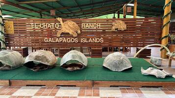 Une pancarte en bois portant les inscriptions « El Chato Ranch » et « Îles Galapagos », une sculpture de tortue et plusieurs grandes carapaces de tortues exposées sur un tapis vert.