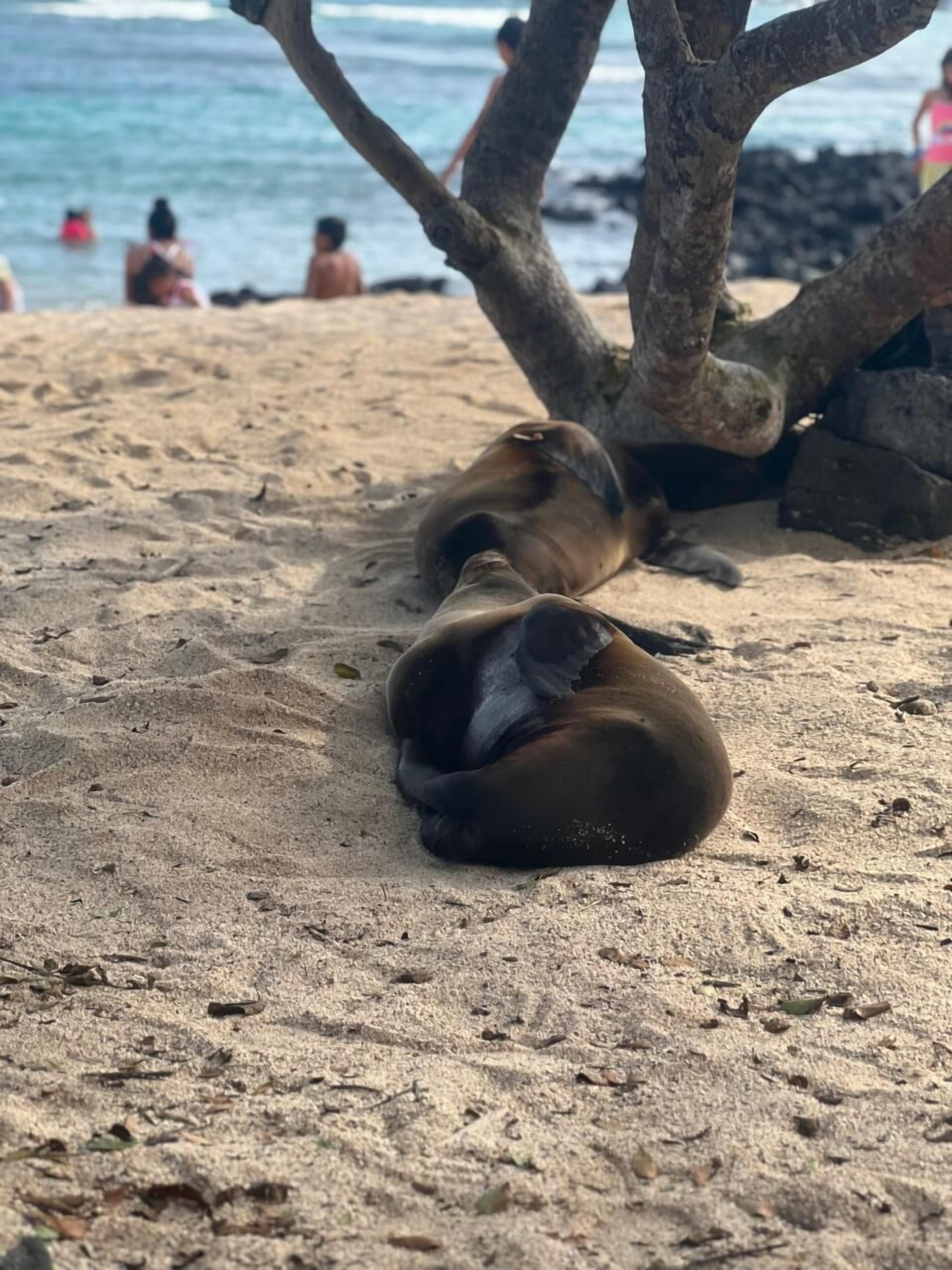 Deux phoques se reposent sur une plage de sable, avec un arbre et l’océan en arrière-plan.