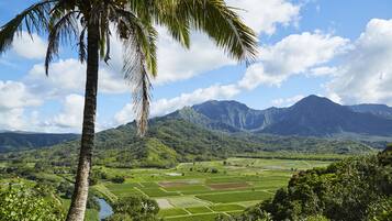 Paesaggio tropicale con una palma, vegetazione rigogliosa e un fiume.