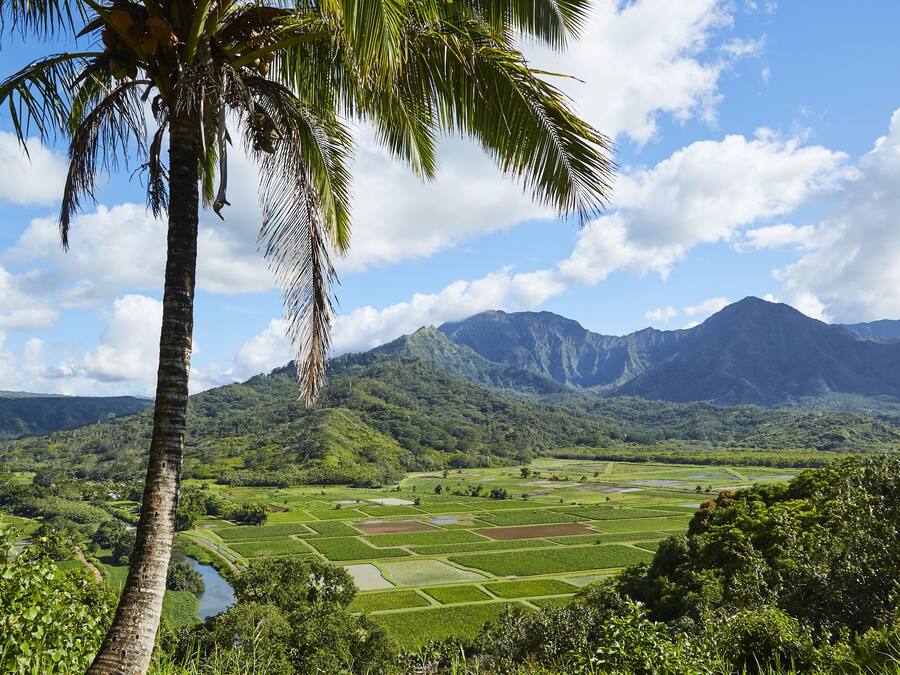 Paesaggio tropicale con una palma, vegetazione rigogliosa e un fiume.
