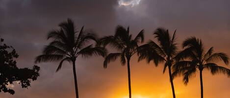 A beach scene with palm trees and a sunset.