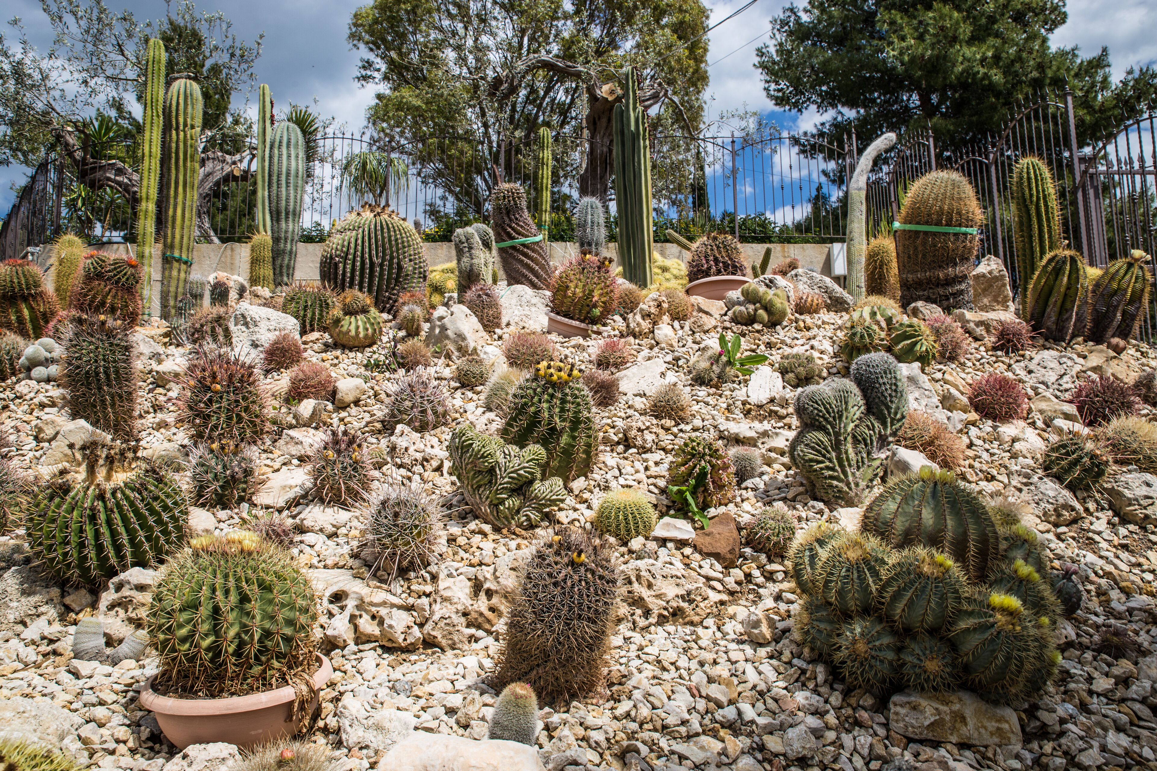 Photo - Garden Cactus