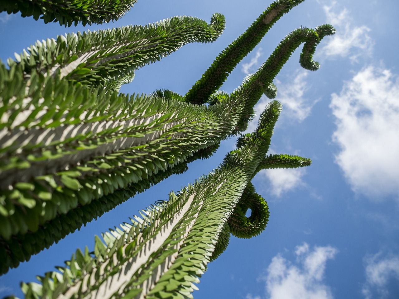 Photo - Garden Cactus