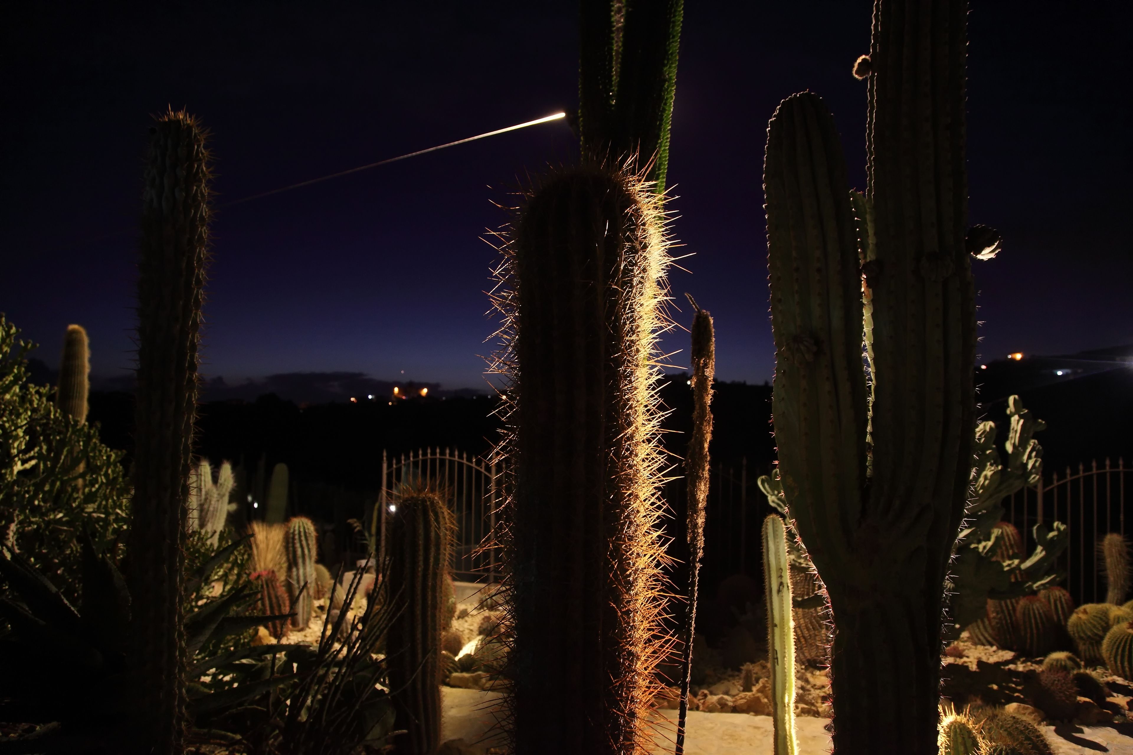 Photo - Garden Cactus