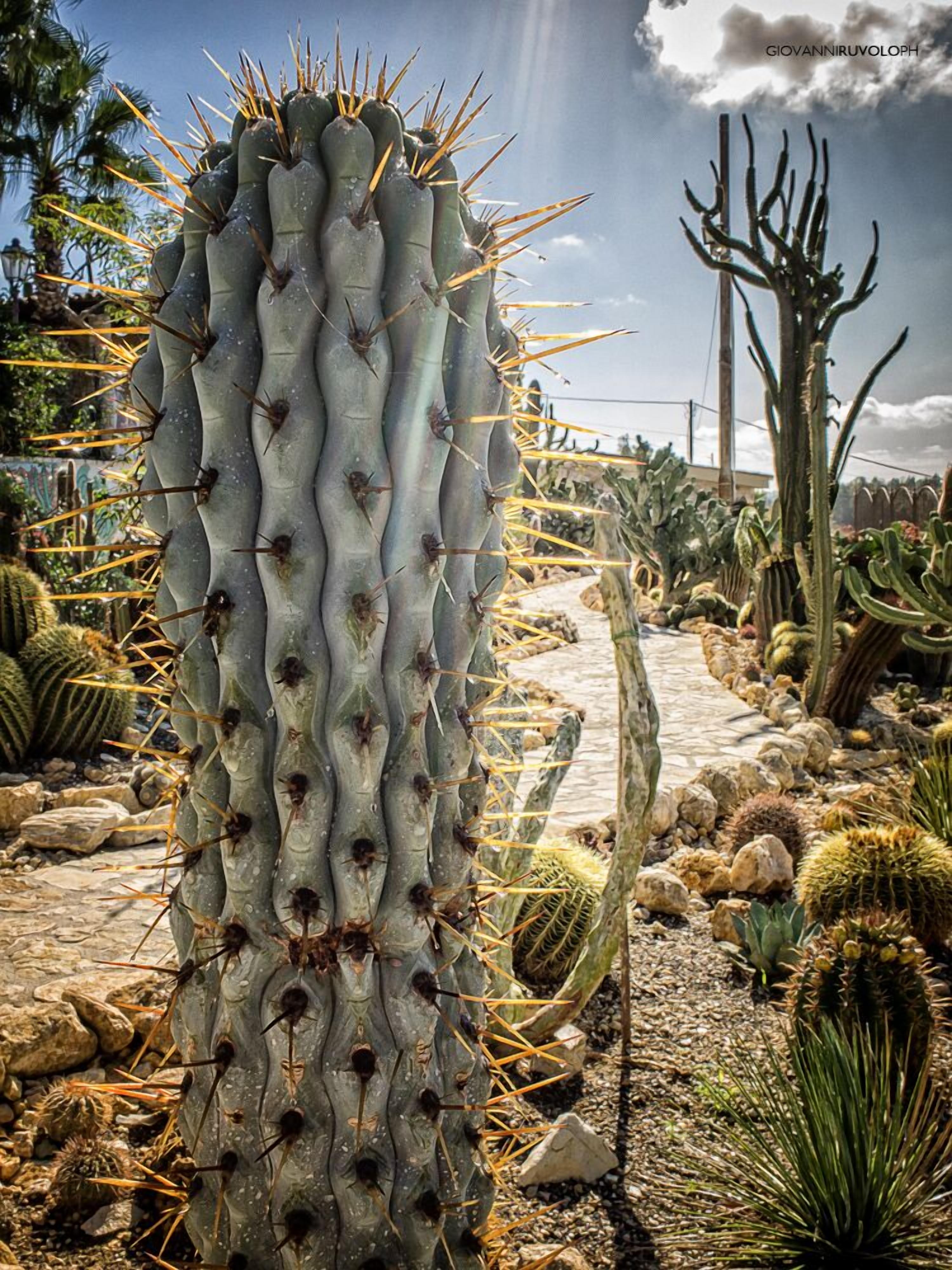Un cactus alt i vertical, ple de pues, envoltat d'altres cactus i plantes del desert.