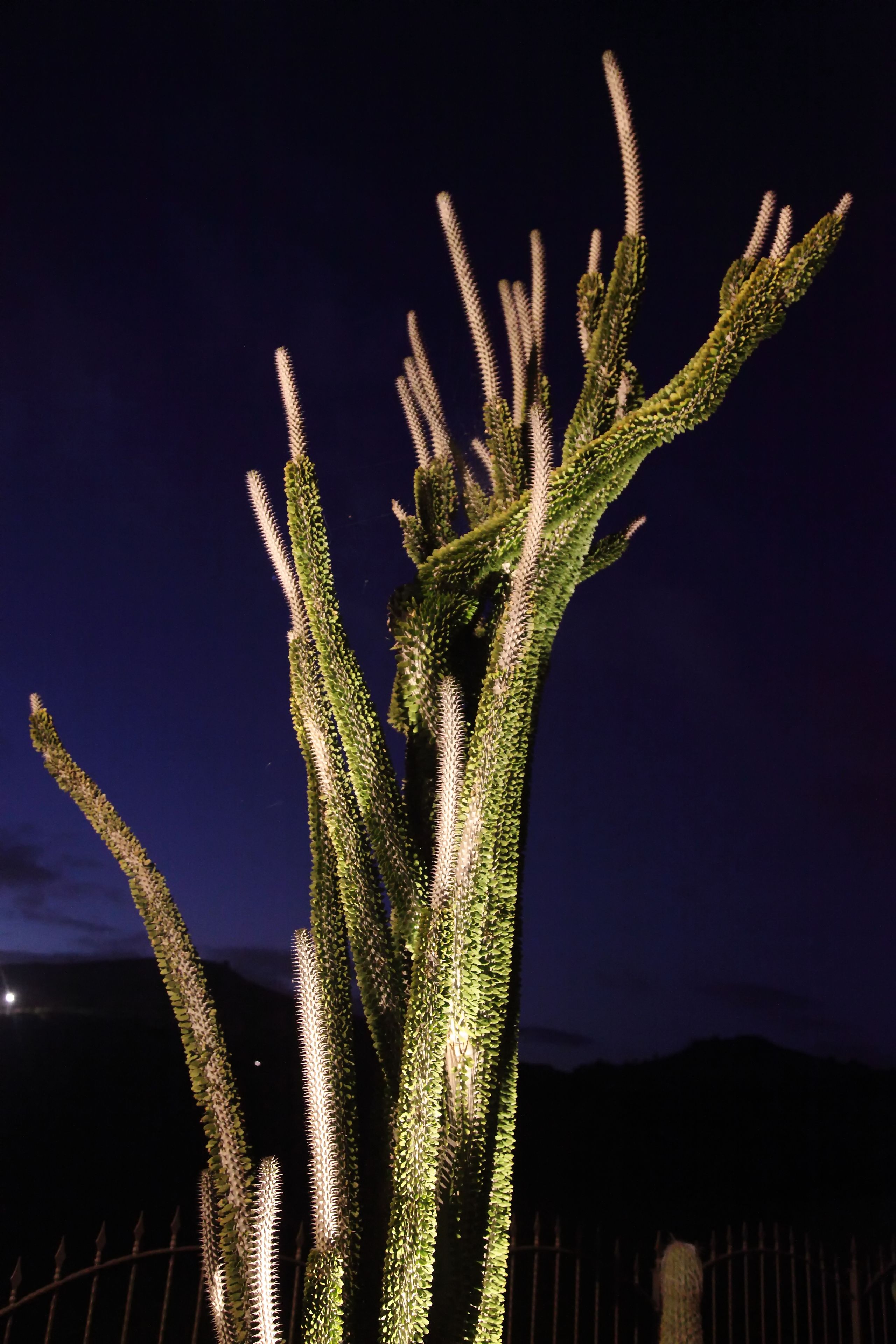 Photo - Garden Cactus