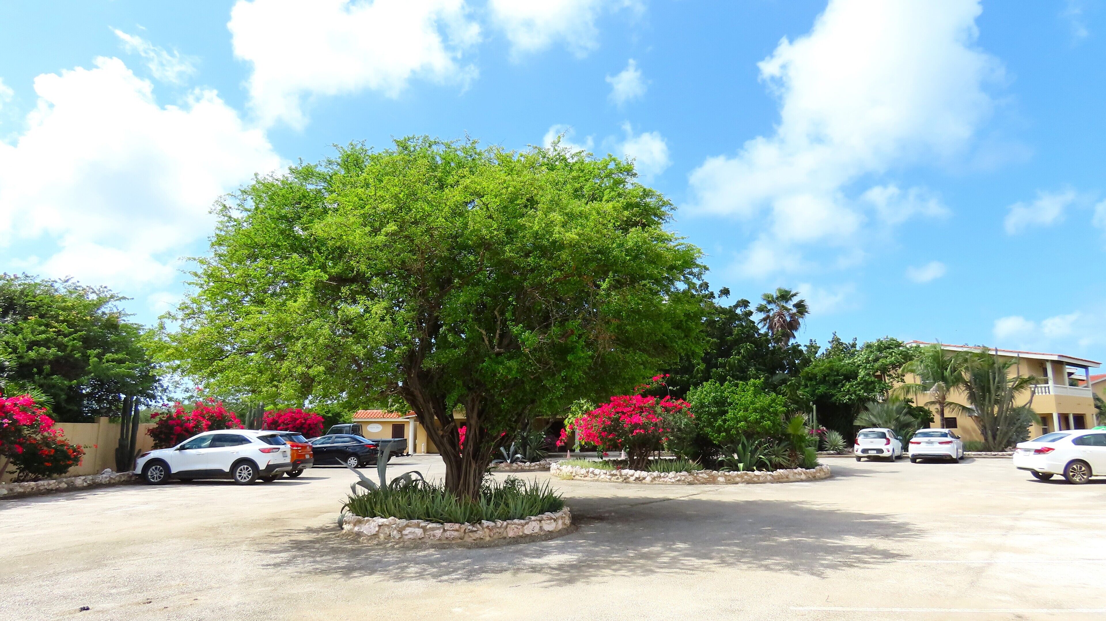 Un estacionamiento con varios autos, un árbol grande y un edificio con techo rojo.