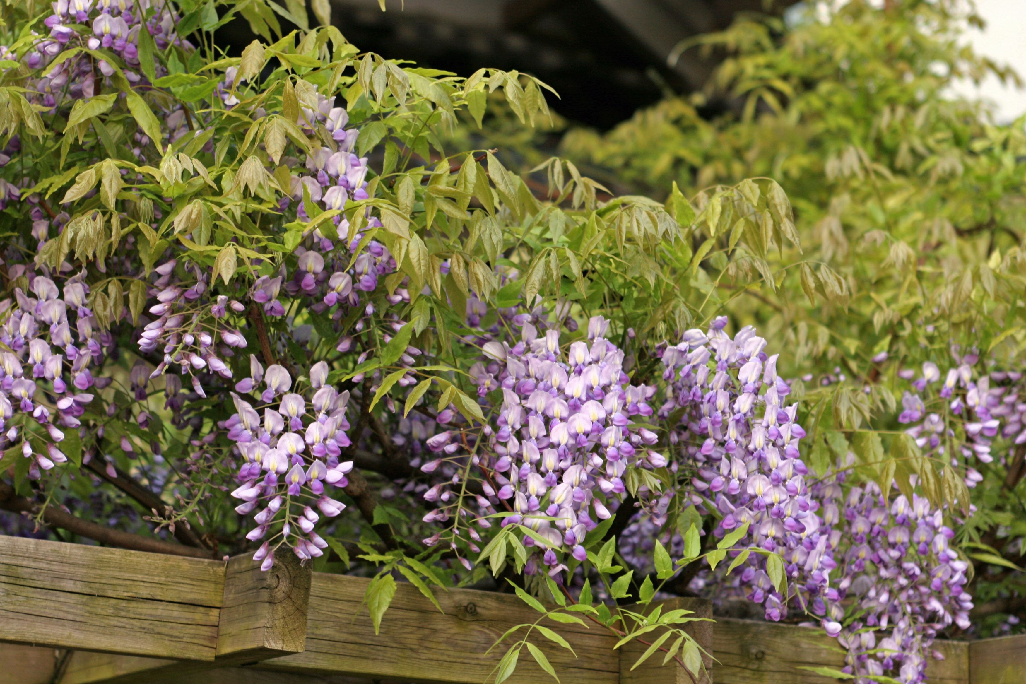 A wooden planter with wisteria vines.