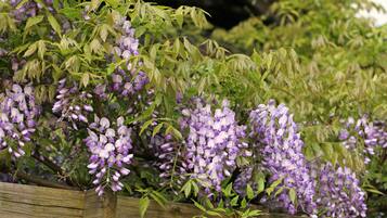 A wooden planter with wisteria vines.