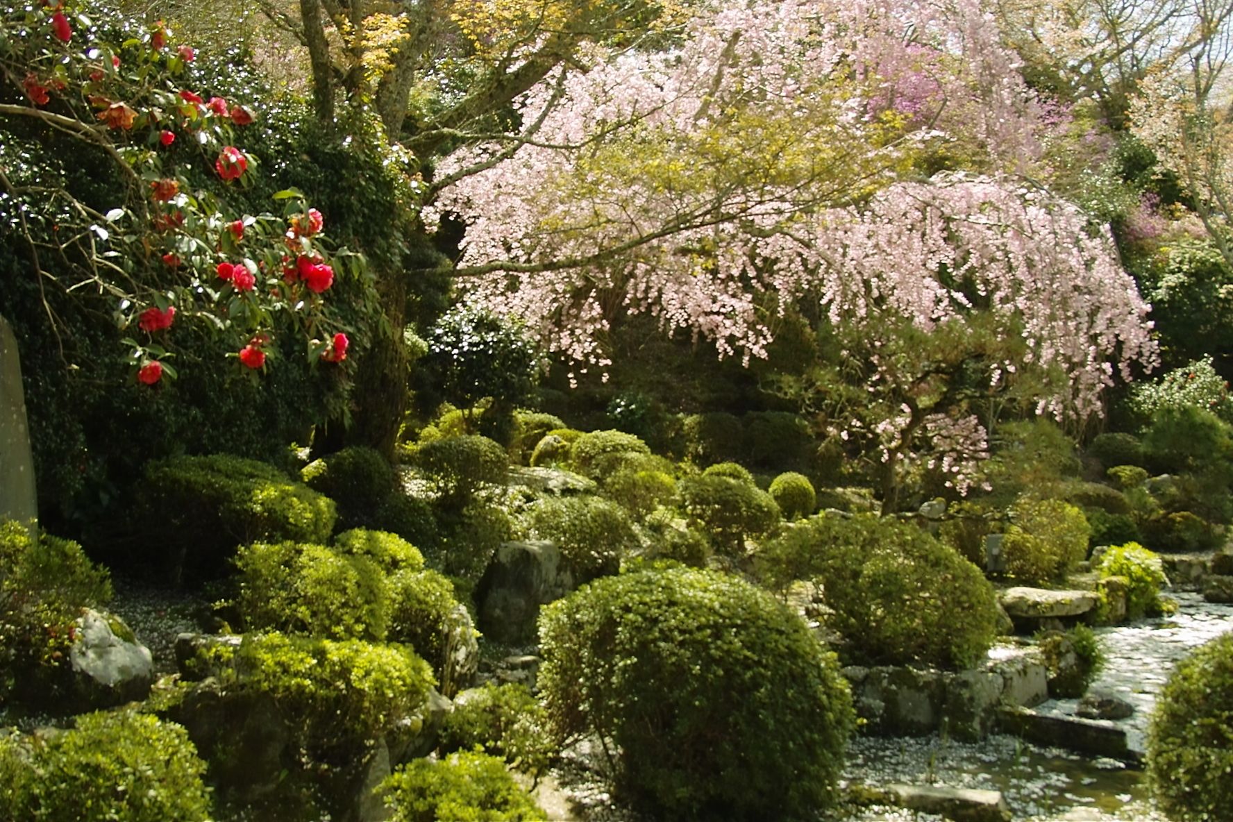 A traditional Japanese garden with meticulously maintained bushes, a small stream, and cherry blossoms.