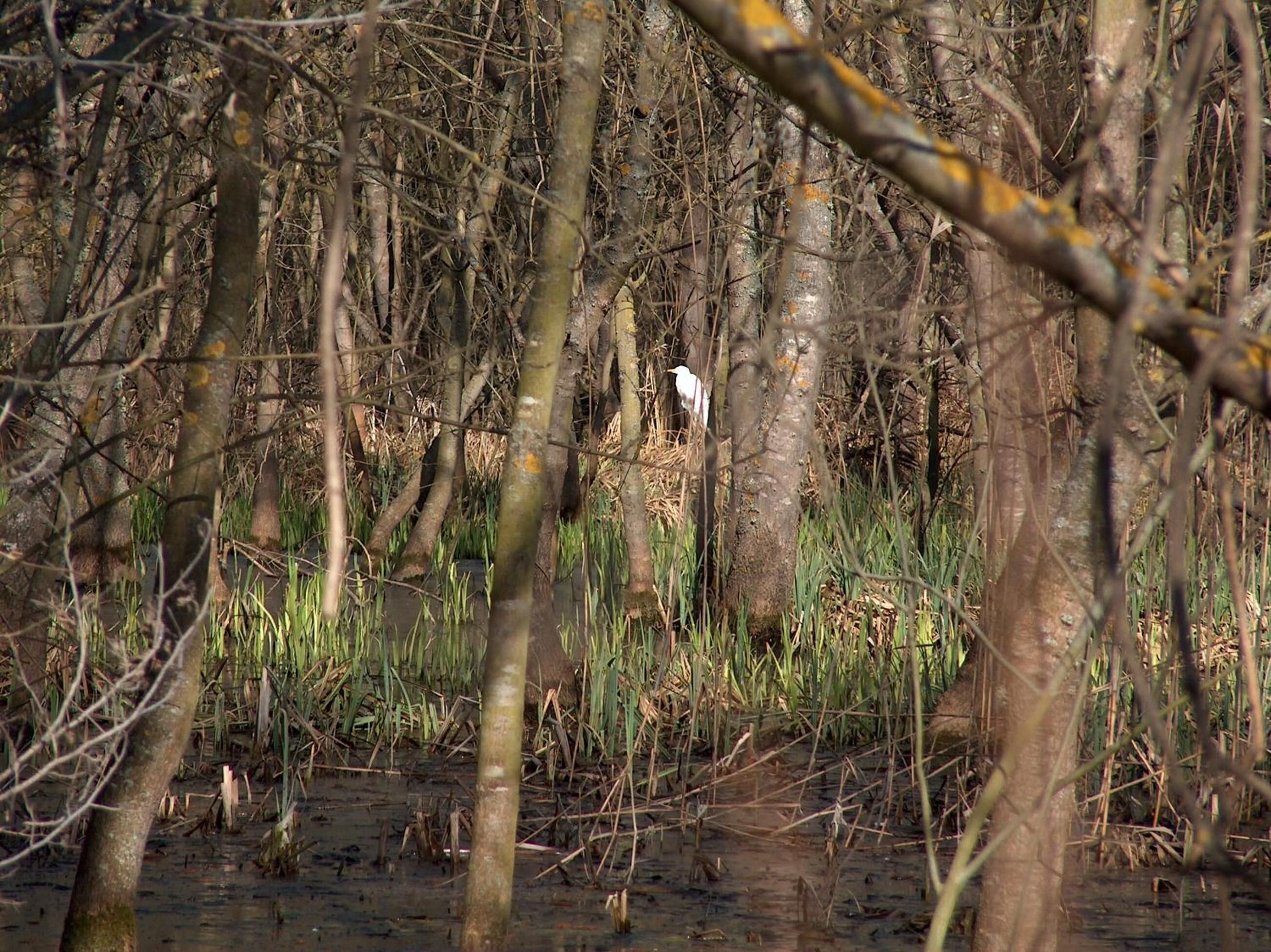 Photo - Hotel Slavuna