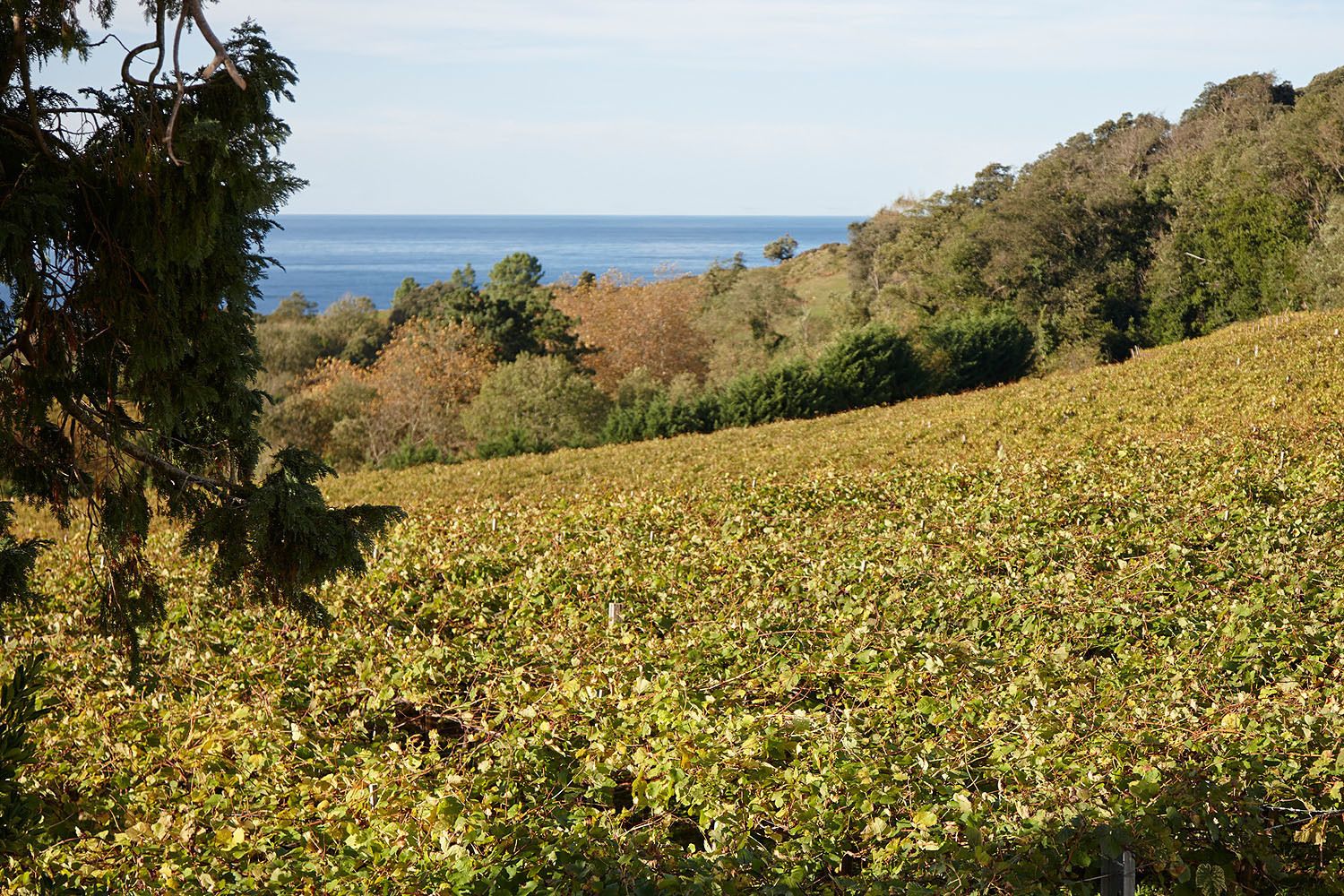 Un vigneto con file di viti e vista sull'oceano sullo sfondo.
